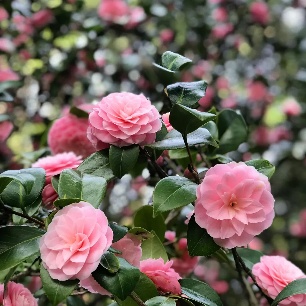 Beautiful pink Camellia flowers in full bloom with green leaves, captured outdoors.